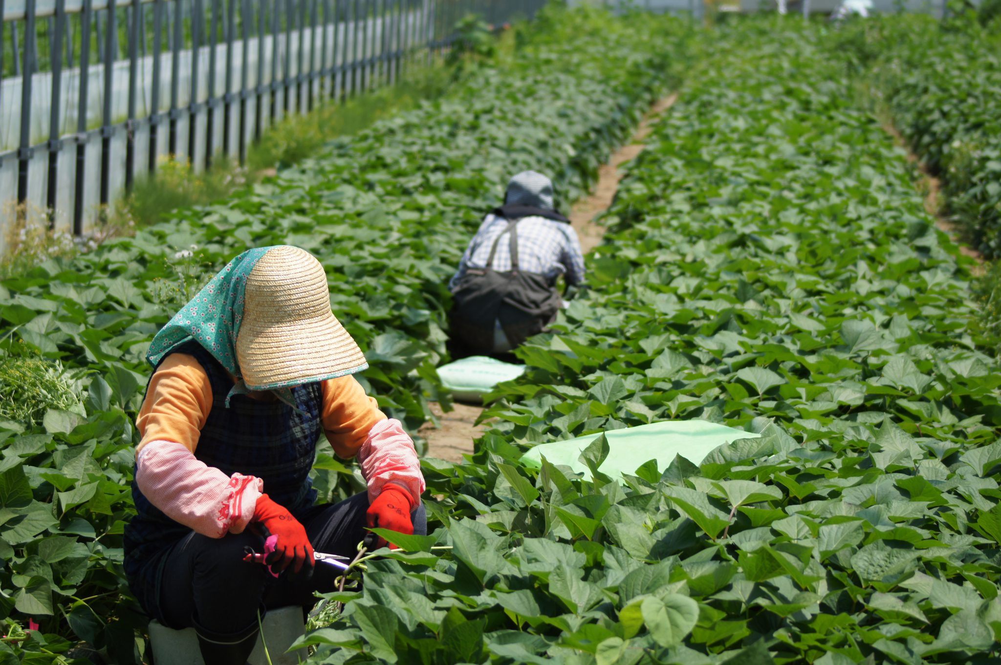 サツマイモの採苗をしています | 宮城の業務用野菜なら【やまもと