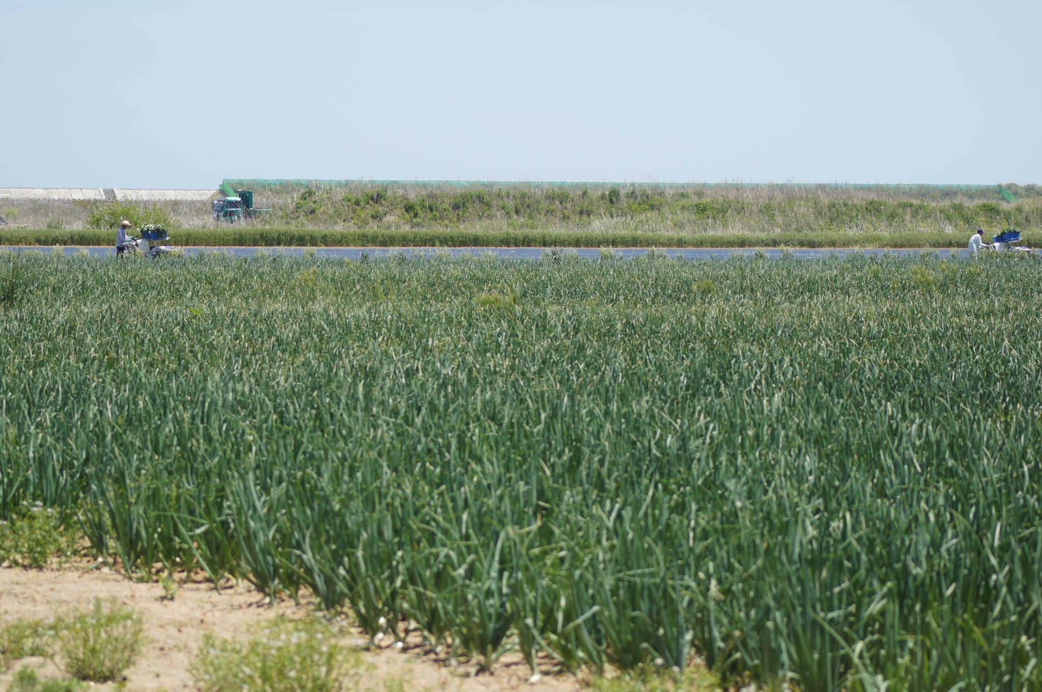 玉ネギ畑 | 宮城の業務用野菜なら【やまもとファームみらい野】